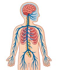 Sisteme de organe: Corelații anatomice și fiziologie avansat