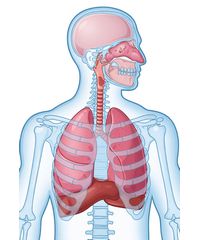 Exemple de organe în contextul sistemelor organice
