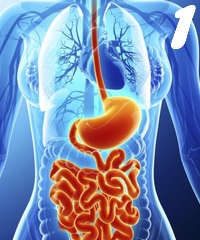 Fiziologia aparatului digestiv 1
