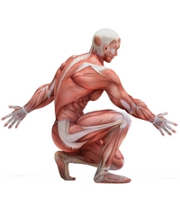 Fiziologia sistemului muscular 