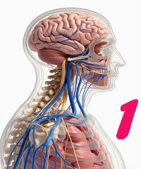 Sistemul nervos: Structuri și mecanisme - 1