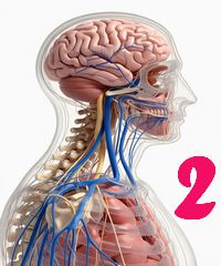 Sistemul nervos: Structuri și mecanisme - 2
