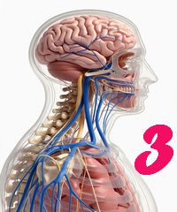 Sistemul nervos: Structuri și mecanisme - 3