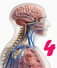 Sistemul nervos: Structuri și mecanisme - 4
