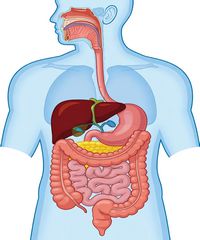 Sistem de organe - Organe și funcții
