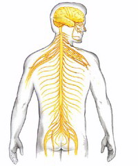 Sistemul nervos 3