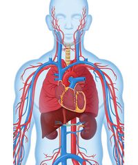 Structura și funcția sistemelor de organe