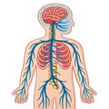Sisteme de organe: Corelații anatomice și fiziologie avansat