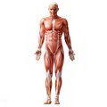 Sistemul muscular 1