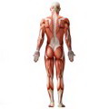 Sistemul muscular 2