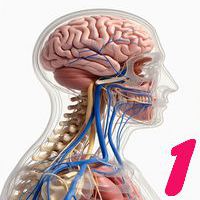 Sistemul nervos: Structuri și mecanisme - 1