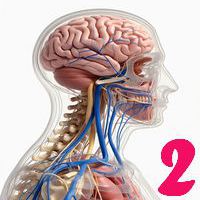 Sistemul nervos: Structuri și mecanisme - 2