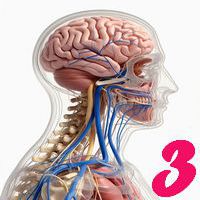 Sistemul nervos: Structuri și mecanisme - 3