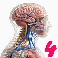 Sistemul nervos: Structuri și mecanisme - 4